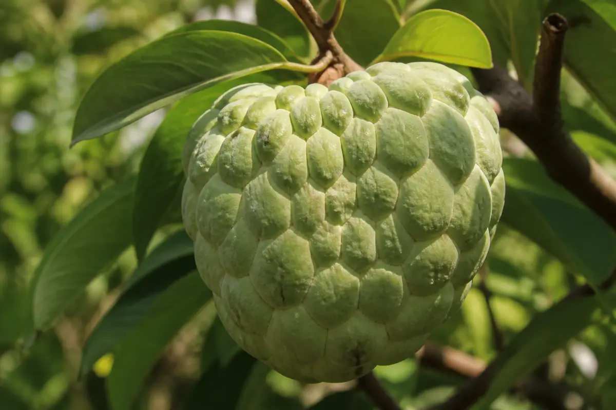Anone : bienfaits, conservation et recettes à découvrir