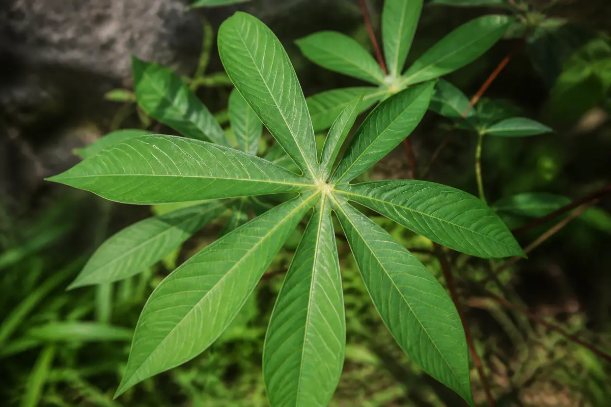 Feuille de manioc : recettes, bienfaits et astuces de cuisine
