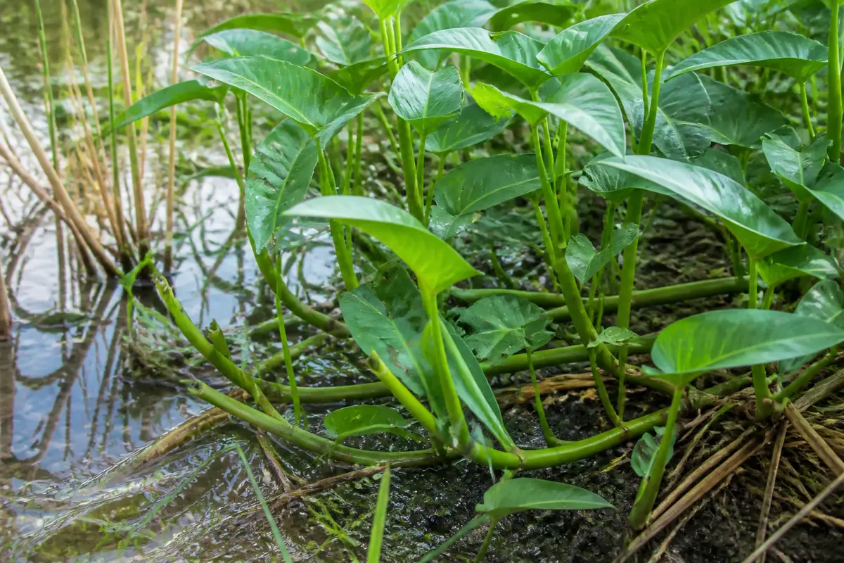 Liseron d’eau : cultiver, cuisiner et recettes faciles à essayer
