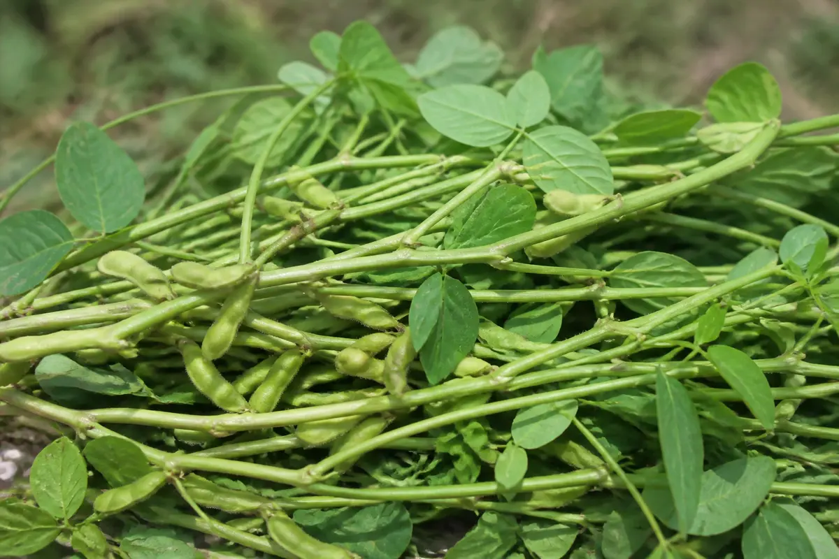 Pousse de soja : Bienfaits, recettes faciles et conseils pratiques