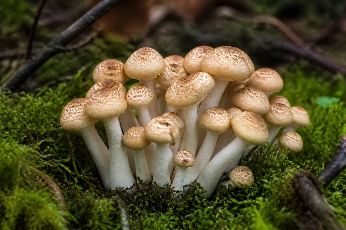 Shimeji : bienfaits, recettes et comment cultiver ce champignon